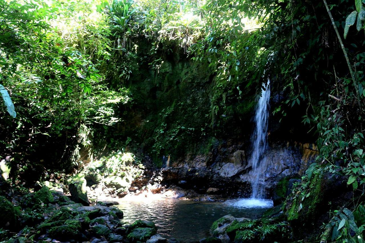 טנה Misahualli Amazon Lodge מראה חיצוני תמונה
